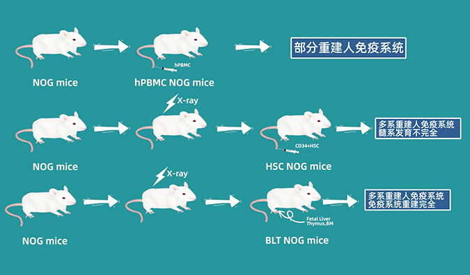 评价肿瘤药物的动物药效模型，你选对了吗.jpg